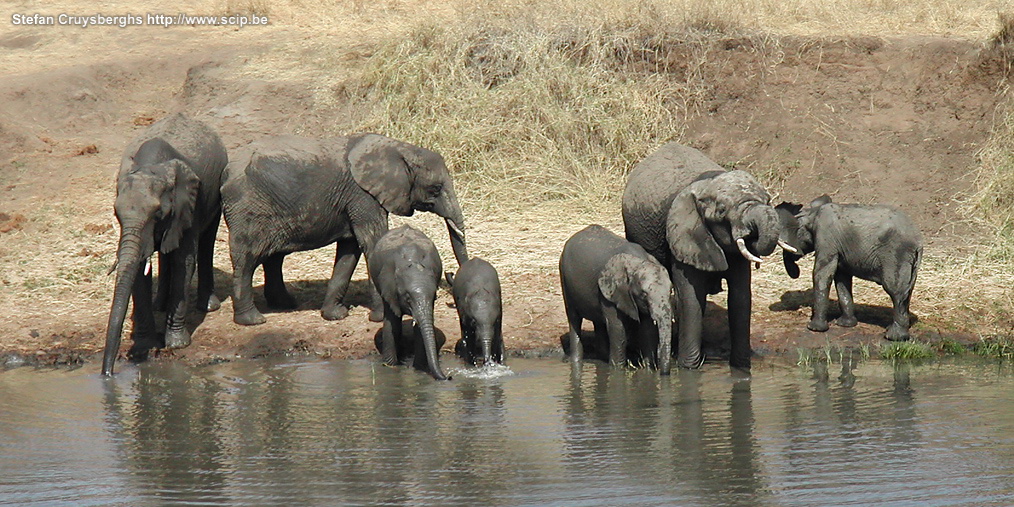 Tarangire - Elephants  Stefan Cruysberghs